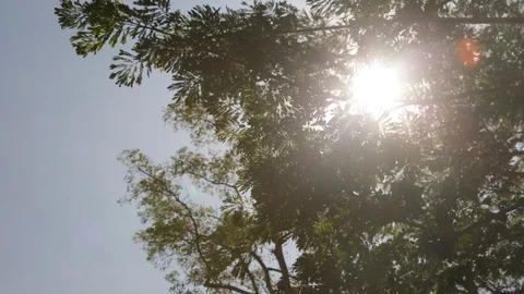 Sunlight Through The Trees Stock Footage 105221223