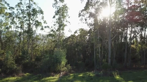 Sunlight through the trees 스톡 동영상 132020278