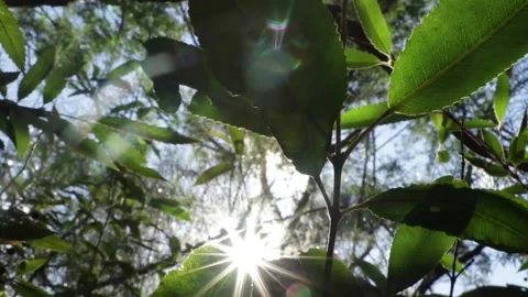 Sunlight through trees Stock Footage 135304706
