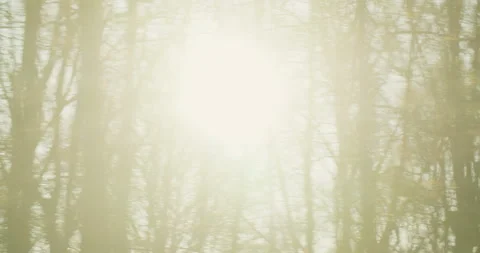 Sunlight Through Trees Stock-Footage 138767221