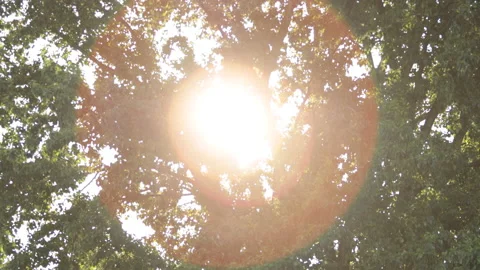 Sunlight through trees Stock Footage 147049048