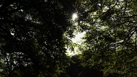 Sunlight through the trees Stock Footage 254718996