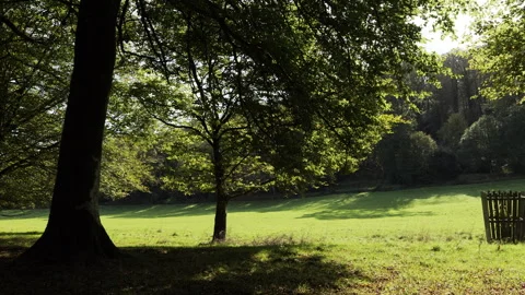 Sunlight through the trees Stock Footage 254719166
