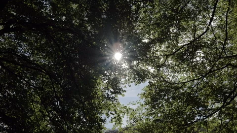 Sunlight through the trees Stock Footage 254779131