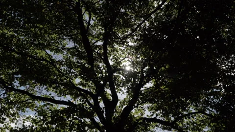 Sunlight through the trees Stock Footage 254779210
