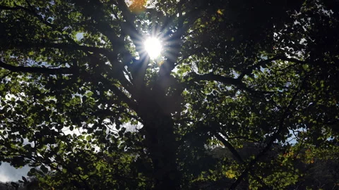 Sunlight through the trees Stock Footage 254779424