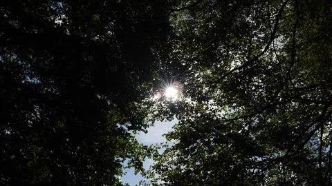 Sunlight through the trees Stock Footage 254779615
