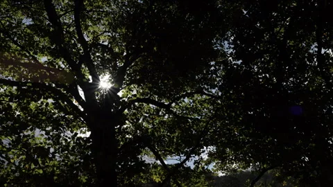 Sunlight through the trees Stock Footage 254787972