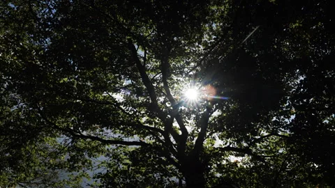Sunlight through the trees Stock Footage 254788141