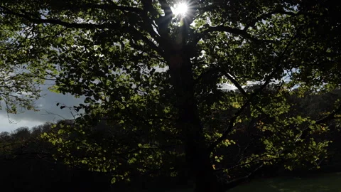 Sunlight through the trees Stock Footage 254788888