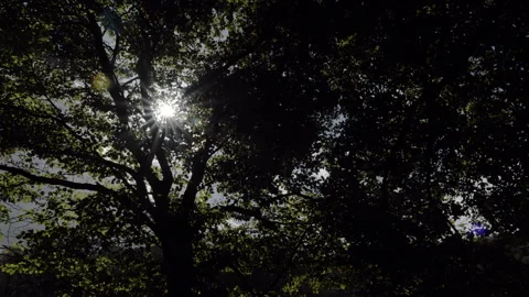 Sunlight through the trees Stock Footage 254788998