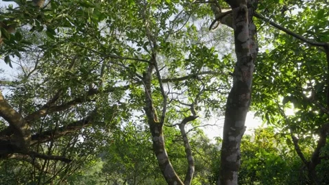Sunlight through trees Stock Footage 265002222