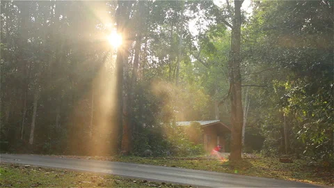Sunlight through trees Stock Footage 287355996