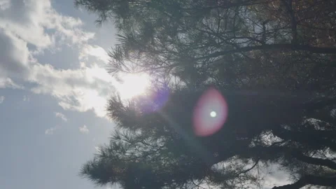 Sunlight Through Trees Stock Footage 316071354