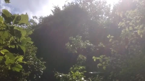 Sunlight through the trees Vídeo Stock 334102758