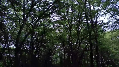 Sunlight Through Trees Stock Footage 337548955