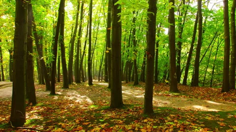 Sunlight through the trees of the forest. 4K. Stock Footage 56227713