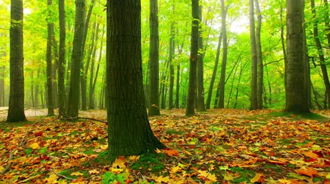 Sunlight through the trees of the forest. 4K. Stock Footage 57807493
