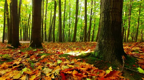 Sunlight through the trees of the forest. 4K. Stock Footage 57807843