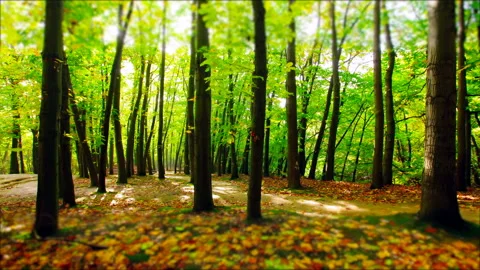 Sunlight through the trees of the forest. 4K. Stock Footage 123762218