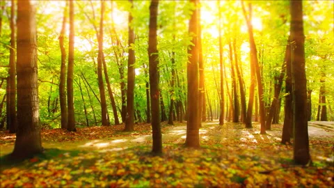 Sunlight through the trees of the forest. 4K. Stock Footage 130736035