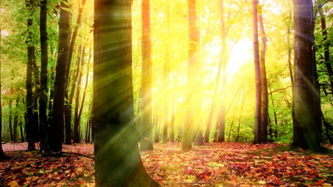 Sunlight through the trees of the forest. 4K. Stock Footage 141846782