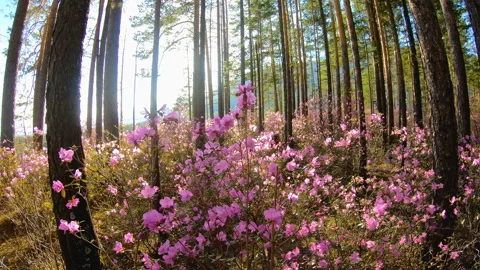 Sunlight through the trees in the forest among the pink flowers of Rhododendron Stock Footage 92340207