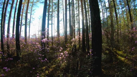 Sunlight through the trees in the forest among the pink flowers of Rhododendron Video stock 92340824