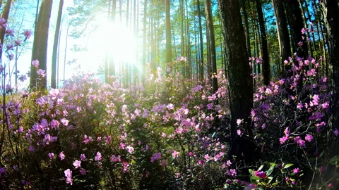 Sunlight through the trees in the forest among the pink flowers of Rhododendron Stock Footage 92340978