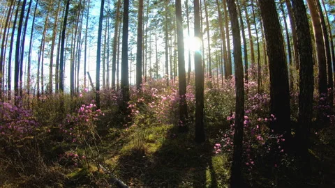 Sunlight through the trees in the forest among the pink flowers of Rhododendron Stock Footage 92341084
