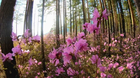 Sunlight through the trees in the forest among the pink flowers of Rhododendron Stock Footage 92341251