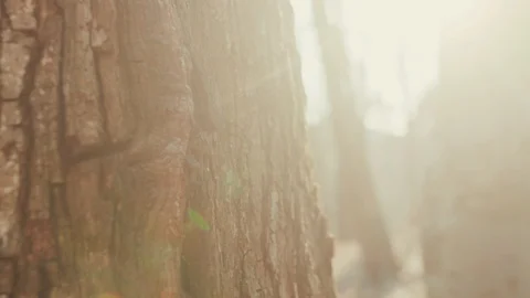 Sunlight through the trees in the forest bark of brown environment wood park Stock Footage 127899531