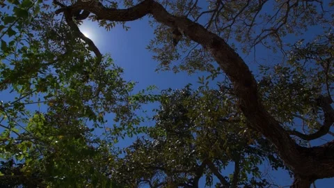 Sunlight Through Trees In Forest At Beautiful Nature Forest 库存影片 146535995