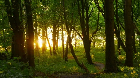 Sunlight through trees in forest Stock Footage 67335435