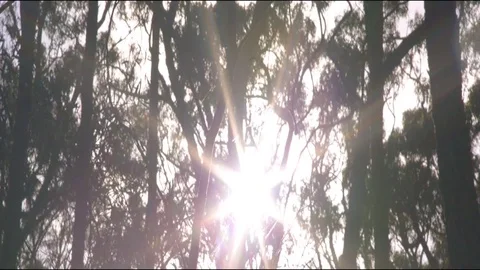 Sunlight through trees in forest Stock Footage 76097826