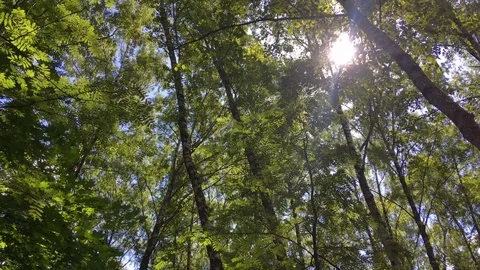 Sunlight through the trees in a forest. Stockbeeldmateriaal 110921429