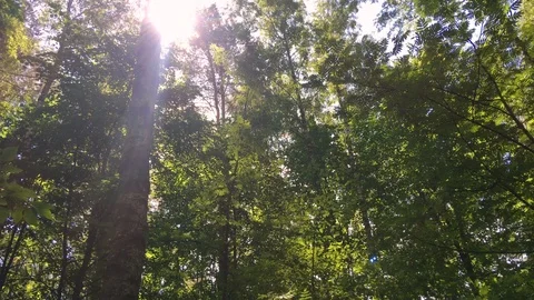 Sunlight through the trees in a forest. Stockbeeldmateriaal 110921626
