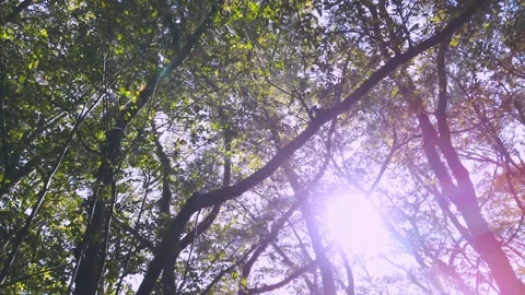 Sunlight through the trees in the forest Stock Footage 117605278