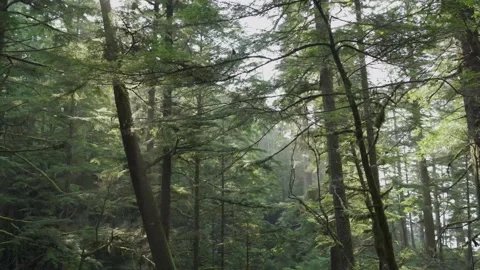 Sunlight through the Trees in a Forest Vídeo Stock 165357915