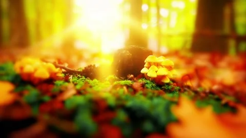 Sunlight through the trees of the forest Stock Footage 228769464