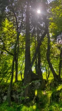 Sunlight through the trees in the forest, green trees and their roots Stock Photos