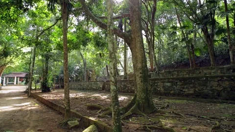Sunlight Through Trees In Forest park Stock-Footage 72257339