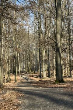 Sunlight Through Trees on Forest Path Stock Photos