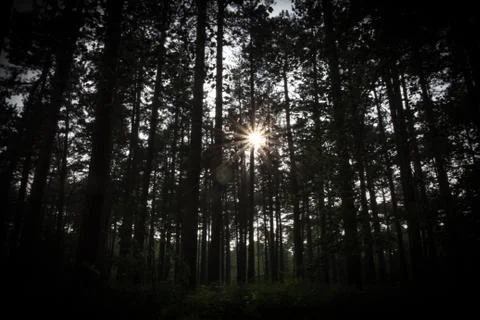 Sunlight through trees in forest Stock Photos