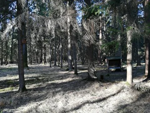 Sunlight  through the trees in forest Foto stock