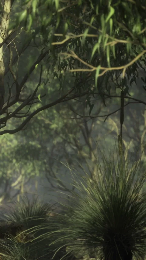 Sunlight through trees in a forest with shrubs and mist Stock Footage 336182828