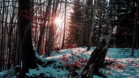 Sunlight Through Trees in Forest at Sunset in winter Stock Footage 169276671