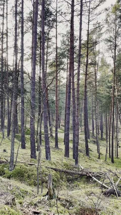 Sunlight Through Trees in Green Forest with Natural Path Cinematic Scene Stock Footage 340163161