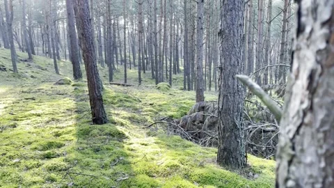 Sunlight Through Trees in Green Forest Landscape Stock Footage 340163242