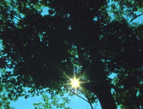 Sunlight through the trees / leaves, retro, vintage, Super 8 film 動画素材 280441450